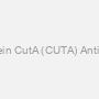 Protein CutA (CUTA) Antibody